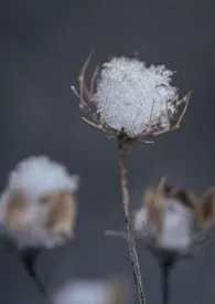 地铁痴汉小说完结版免费阅读（作者：眉雪）